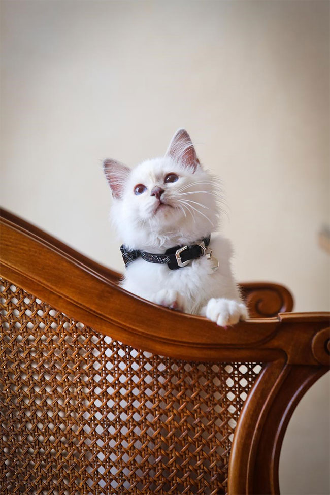 бирманская кошка, фото кошек, порода кошек-6