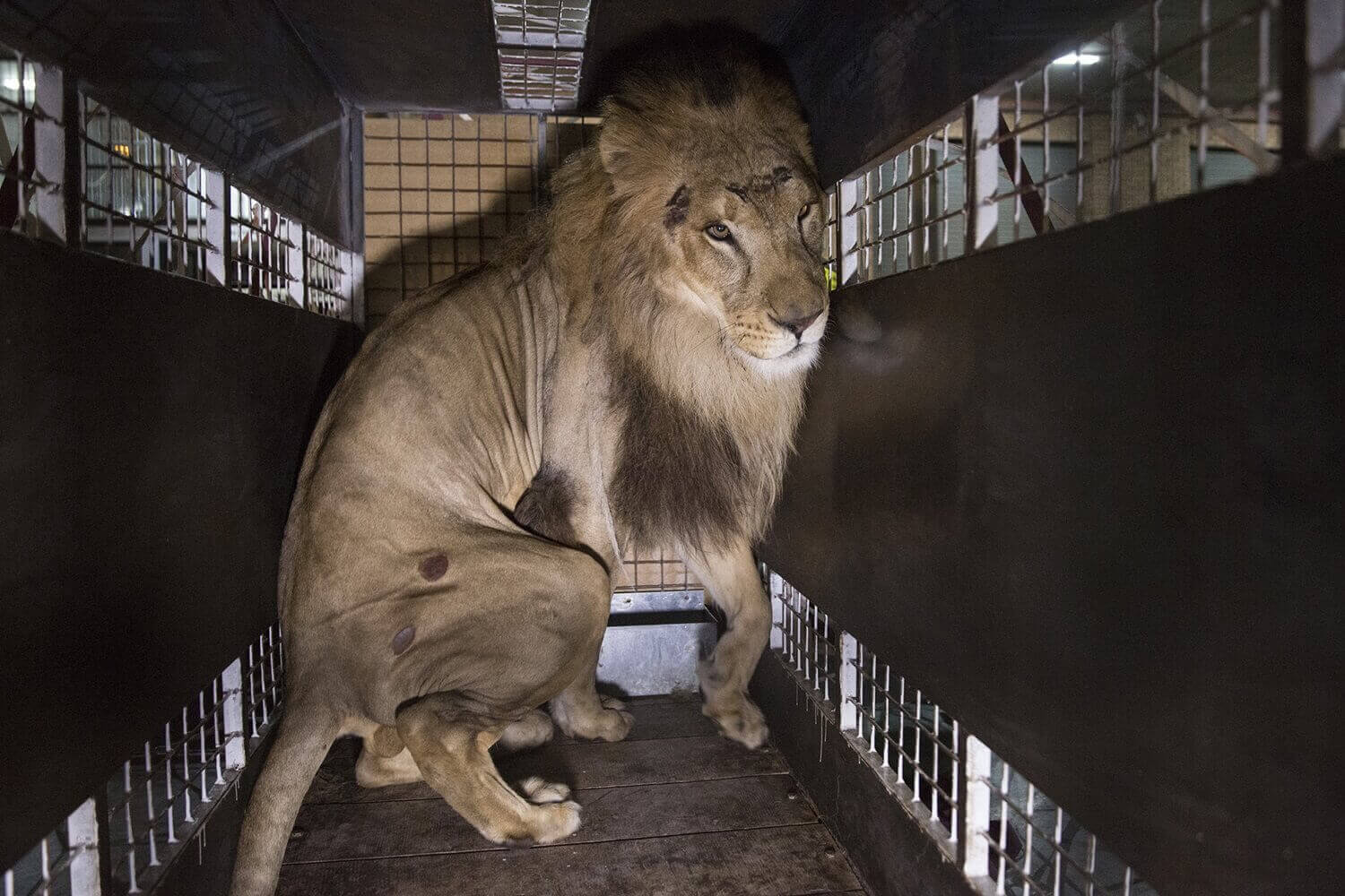 Мобильный вольер, перевозящий одного из 33 львов, спасенных из цирков в Перу и Колумбии,
