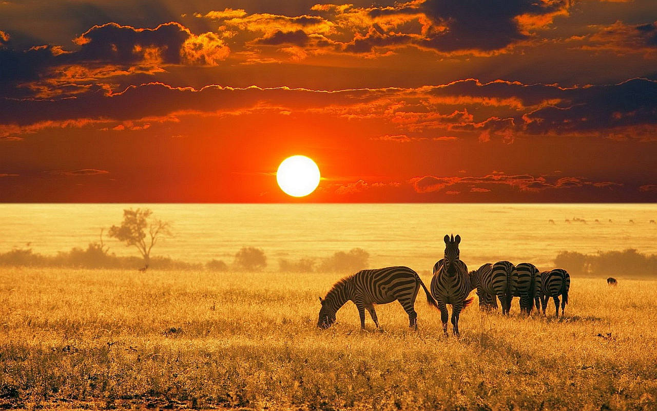  зебра в саванны Африки.