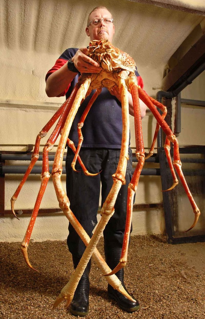 Macrocheira kaempfen - гигантский морской паук