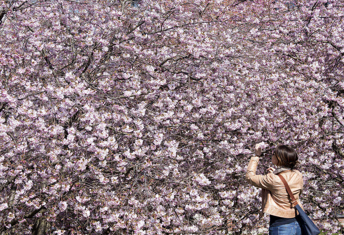 Женщина рассматривает цветущую вишню в Эрфурте, Германия