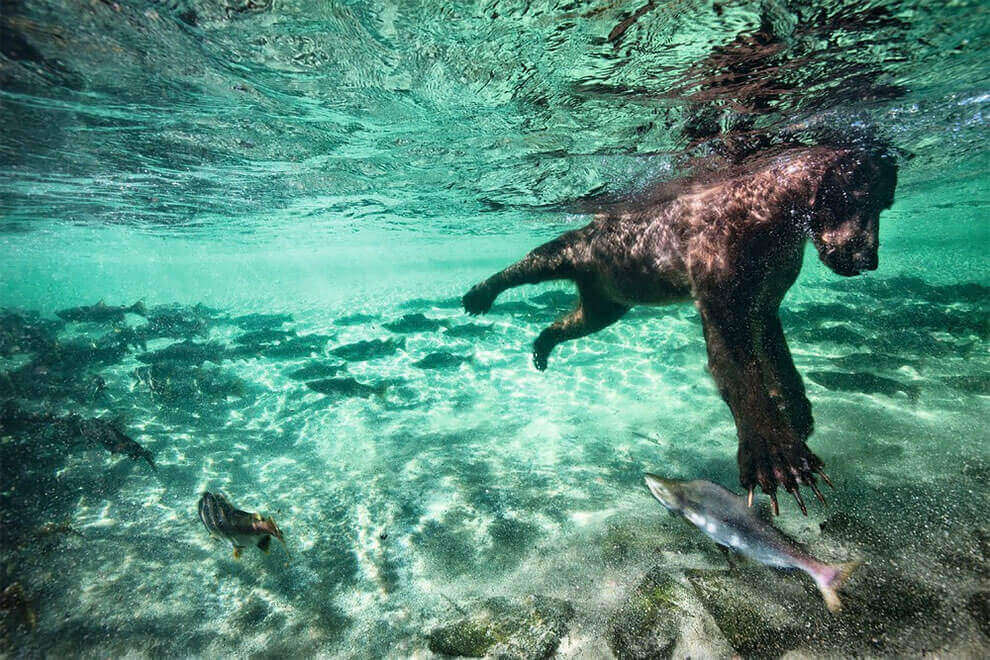 Медведь гризли ловит лосося под водой