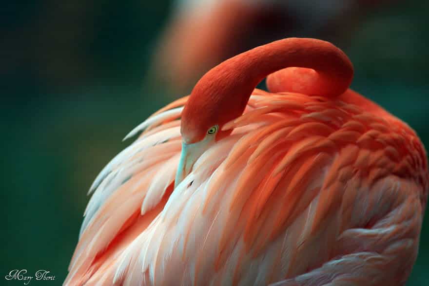 птица розовый фламинго, фото 38