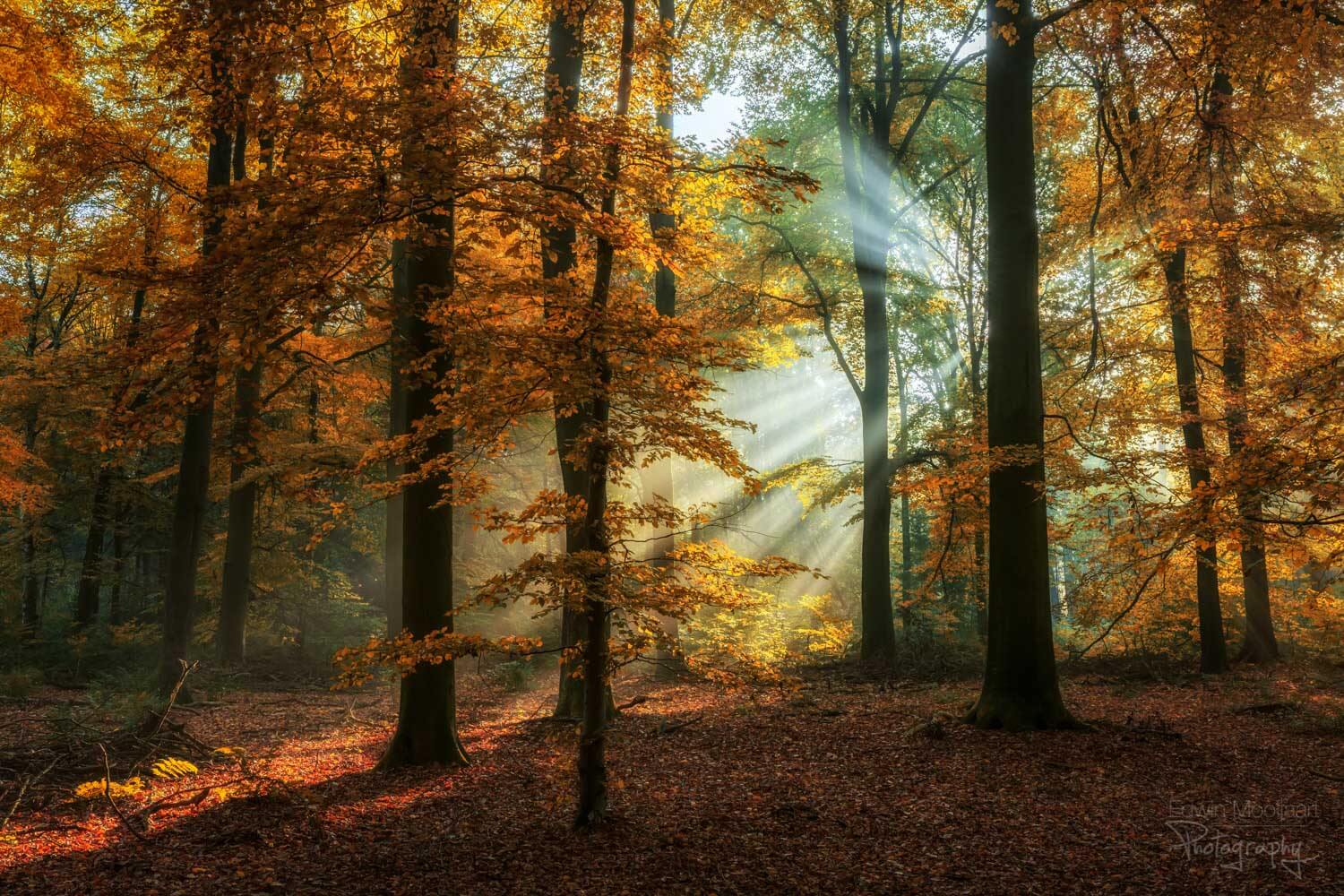 солнечные лучи в лесу, фото 13