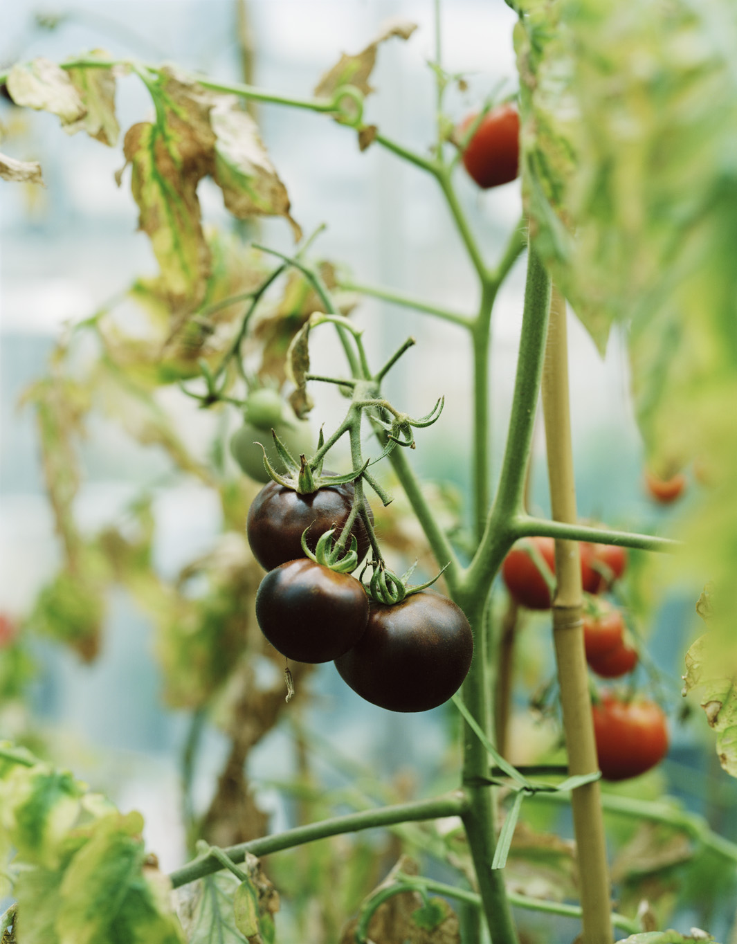 Что такое ГМО и как генетически модифицируют овощи и фрукты. Фото