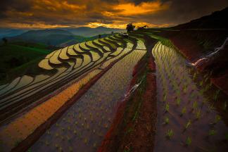 Рисовые поля на Дальнем Востоке. Красивые фотографии пейзажей