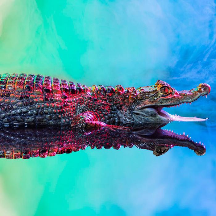 Caiman Crocodilus — яркие и красочные фотографии кайманов