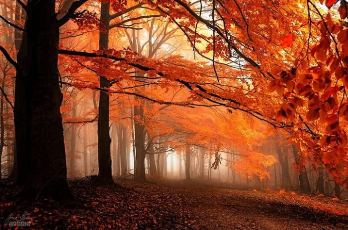 Чарующие фотографии осеннего леса сделанные странствующим фотографом