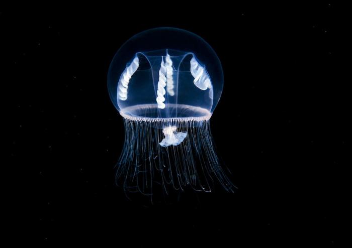 Фотографии морской жизни у Полярного круга от Александра Семенова
