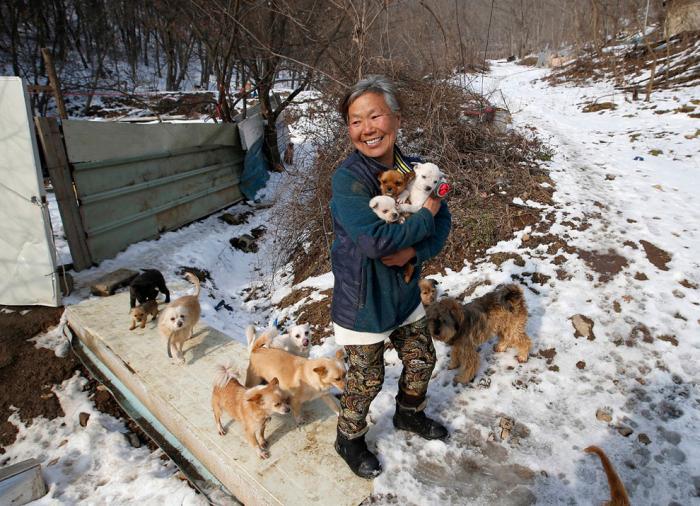 Миссия выполнима: кореянка заботится о 200 собаках