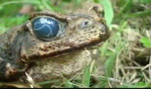 Червь-паразит живёт в глазу жабы.