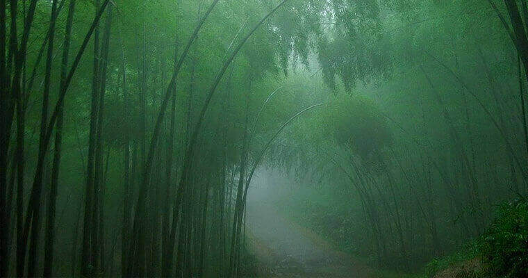 Лощина черного бамбука. Китай