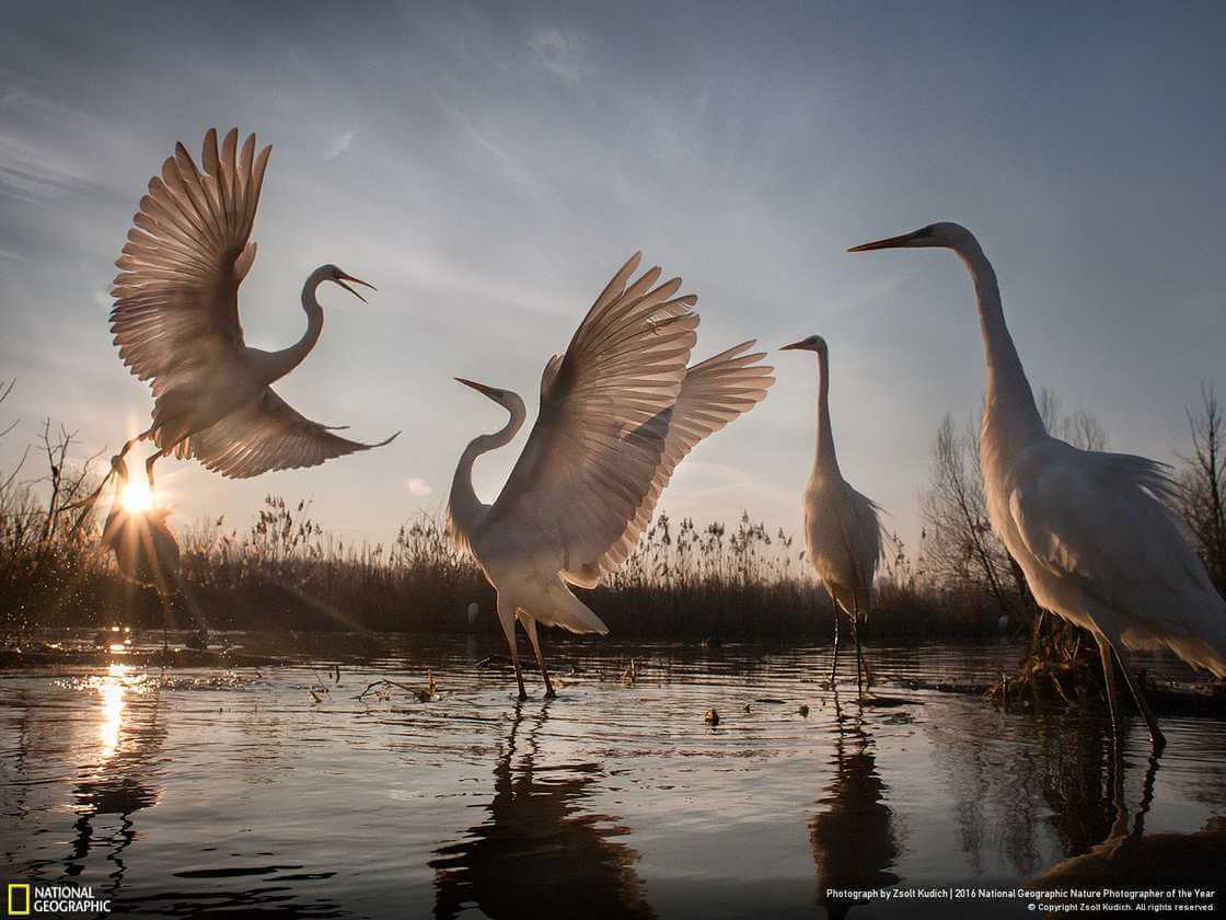 Большие белые цапли взлетают , на болоте в Венгрии