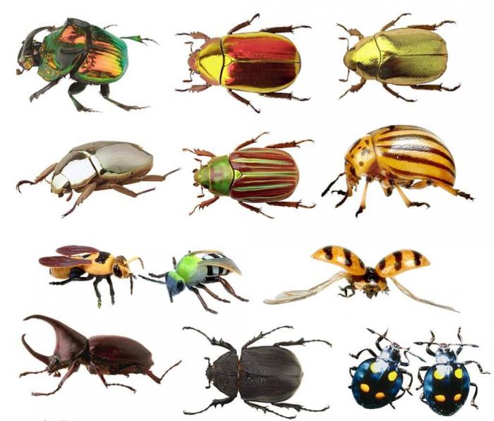 Интересные и заниматиельные факты о жуках