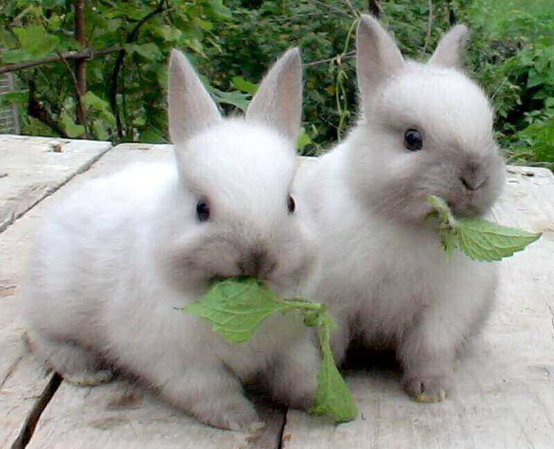 кролики 