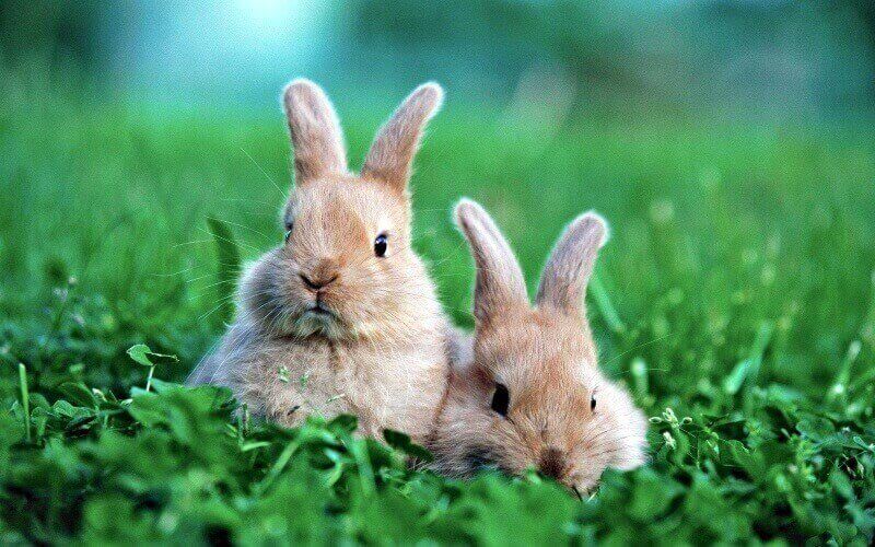 кролики 