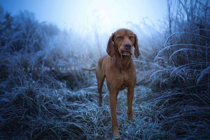 Потрясающие портреты собак от фотографа Christoph Eberl