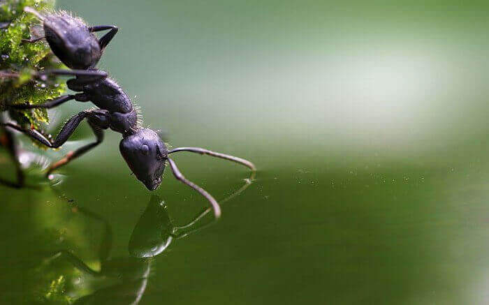 макросъемка муравьев