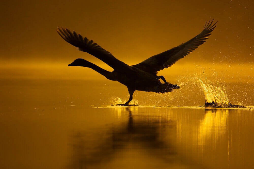 Лебеди от фотографа Джейкоба Картейна