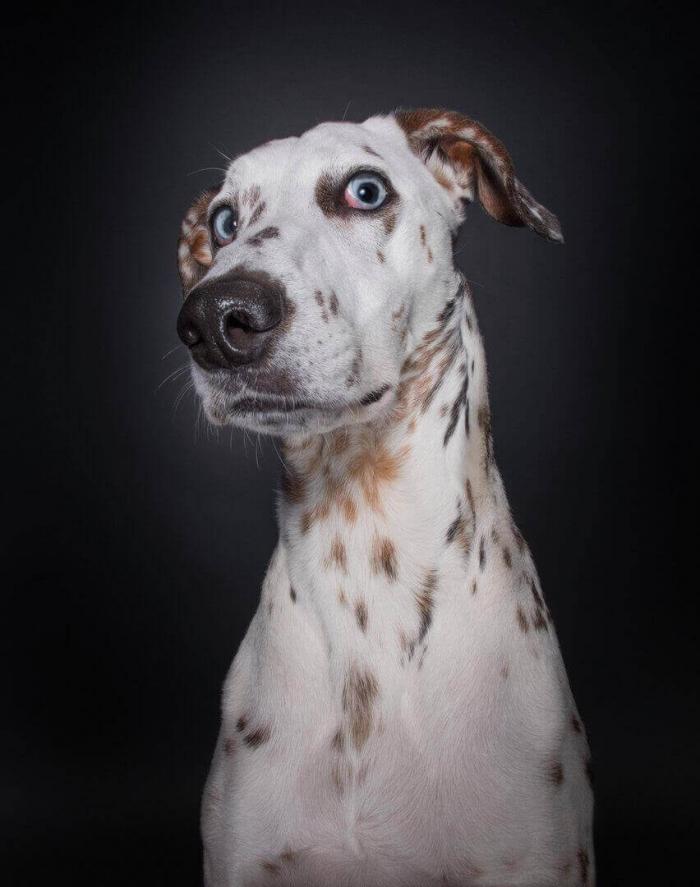 Фотопортреты собак от Элке Вогельсанг: почти человеческие эмоции