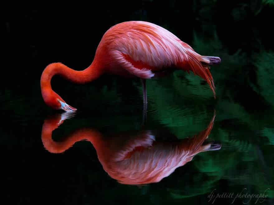 птица розовый фламинго, фото 14
