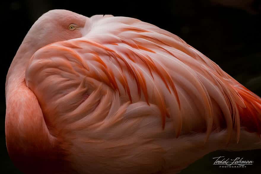 птица розовый фламинго, фото 27