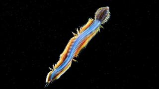 снимки удивительных существ из глубин мирового океана, фото 3