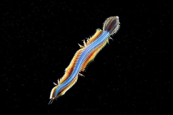 Александр Семенов делает снимки удивительных существ из глубин мирового океана