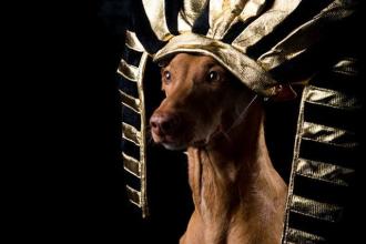 Я нашел способ почтить память моей фараоновой собаки, а радость, которую он передает нам через эти фото, заставит вас улыбнуться!
