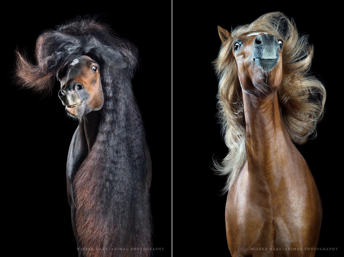фотографии лошадей с развевающейся роскошной гривой, фото 5