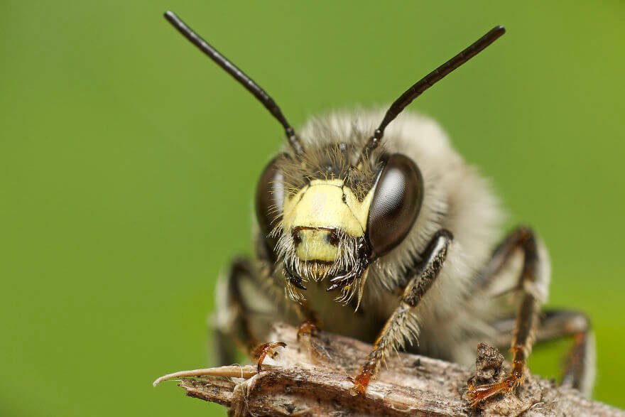 Земляная пчела, фотографий насекомых и пауков