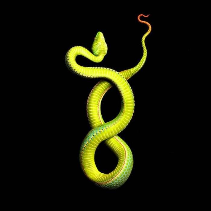 Фотограф выжил после укуса ядовитой змеи, делая живописные фотографии