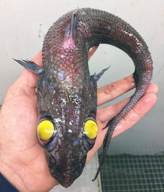 Российский рыбак продолжает вылавливать странных глубоководных существ