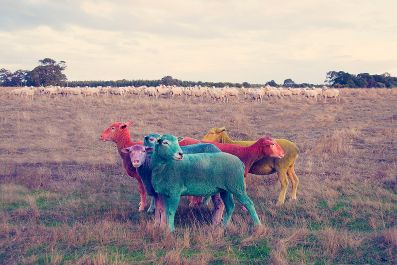 Фото овец в год овцы 2015. Фото № 2