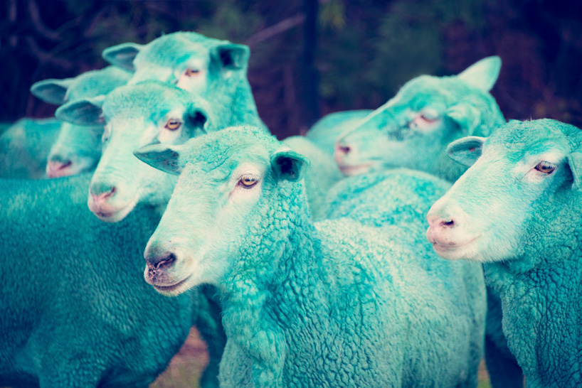 Фото овец в год овцы 2015. Фото № 6