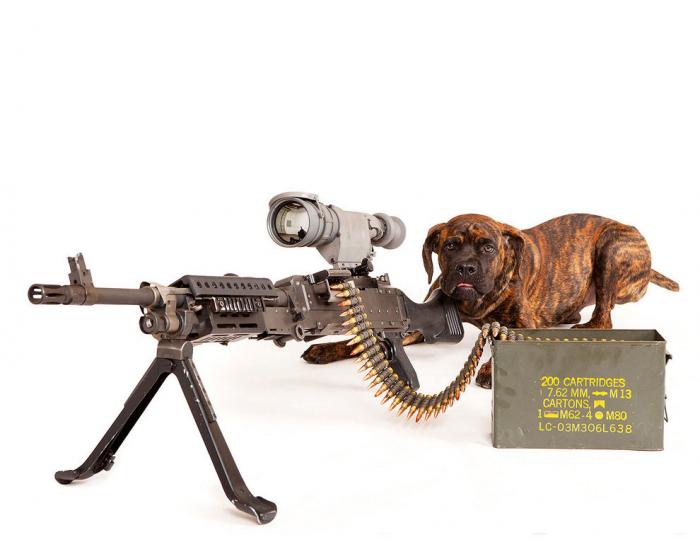 Фото щенков с оружием наперевес