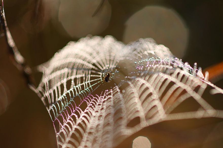 Макрофотографии насекомых от Владимира Трунова. Фото № 22