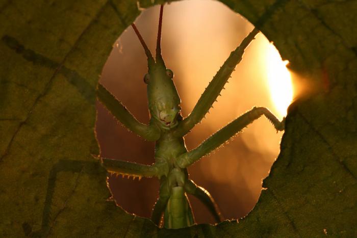 Волшебный мир макрофотографий насекомых от Владимира Трунова