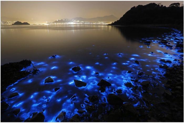 Биолюмисцентные водоросли у берегов Гонконга