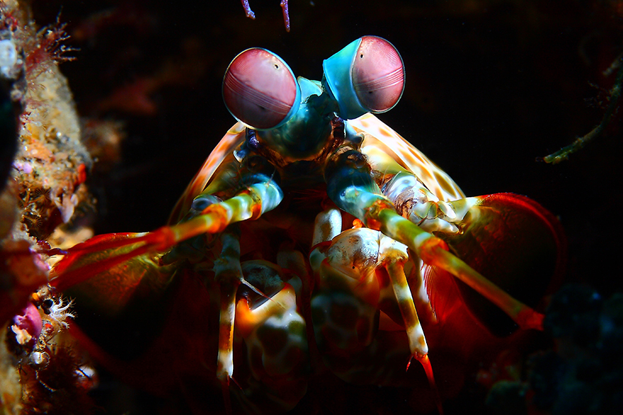 Удивительные существа. Подводный мир побережья Индонезии. Фото № 1