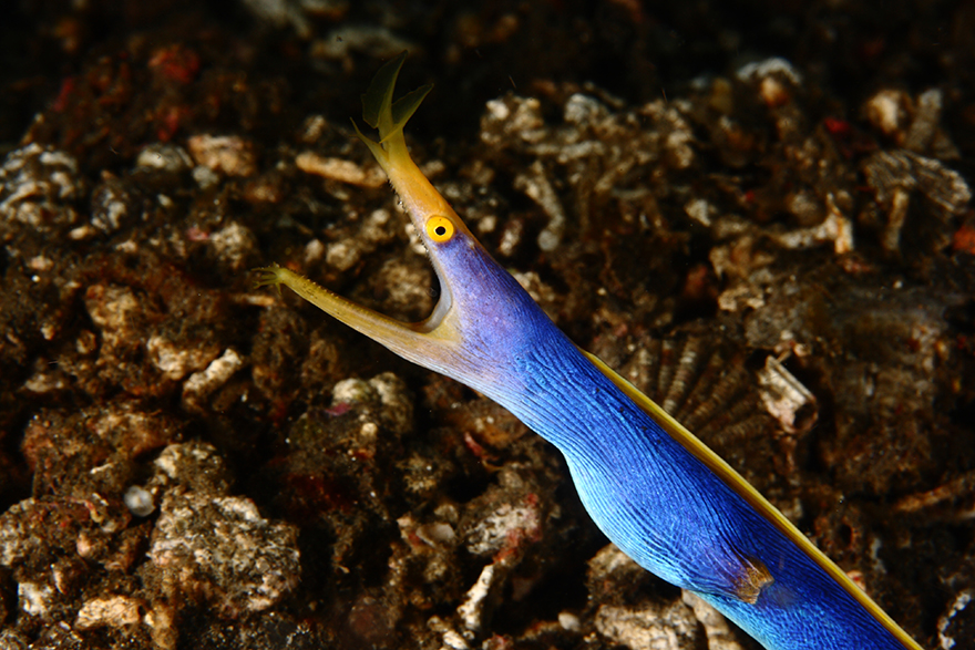 Удивительные существа. Подводный мир побережья Индонезии. Фото № 11