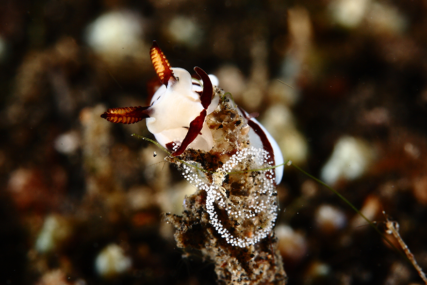 Удивительные существа. Подводный мир побережья Индонезии. Фото № 14