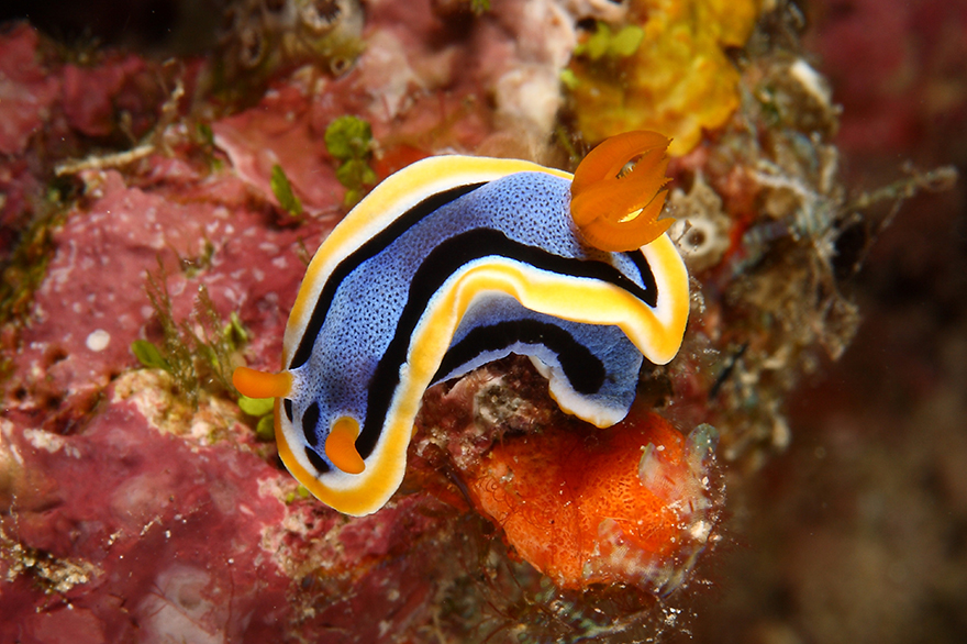 Удивительные существа. Подводный мир побережья Индонезии. Фото № 16