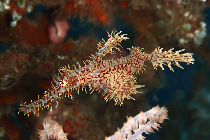 Удивительные существа. Подводный мир побережья Индонезии. Фото № 17