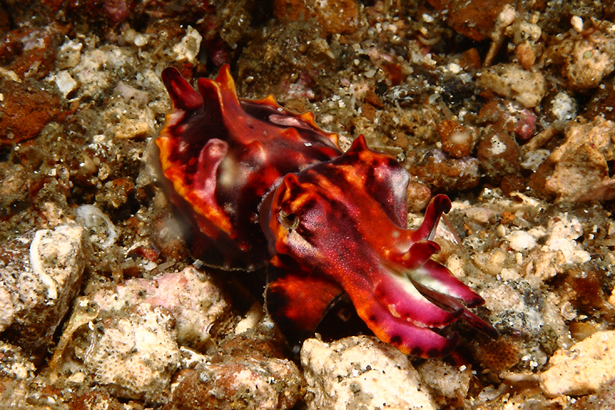 Удивительные существа. Подводный мир побережья Индонезии. Фото № 18