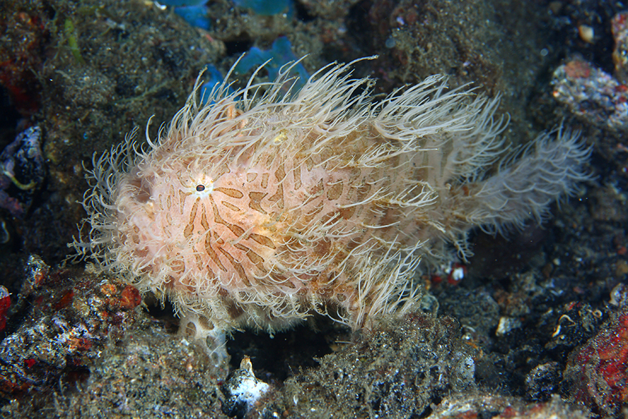 Удивительные существа. Подводный мир побережья Индонезии. Фото № 19
