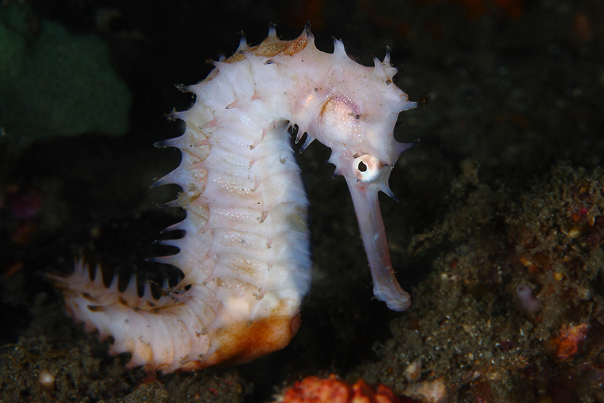 Удивительные существа. Подводный мир побережья Индонезии. Фото № 21