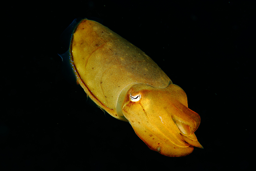 Удивительные существа. Подводный мир побережья Индонезии. Фото № 23