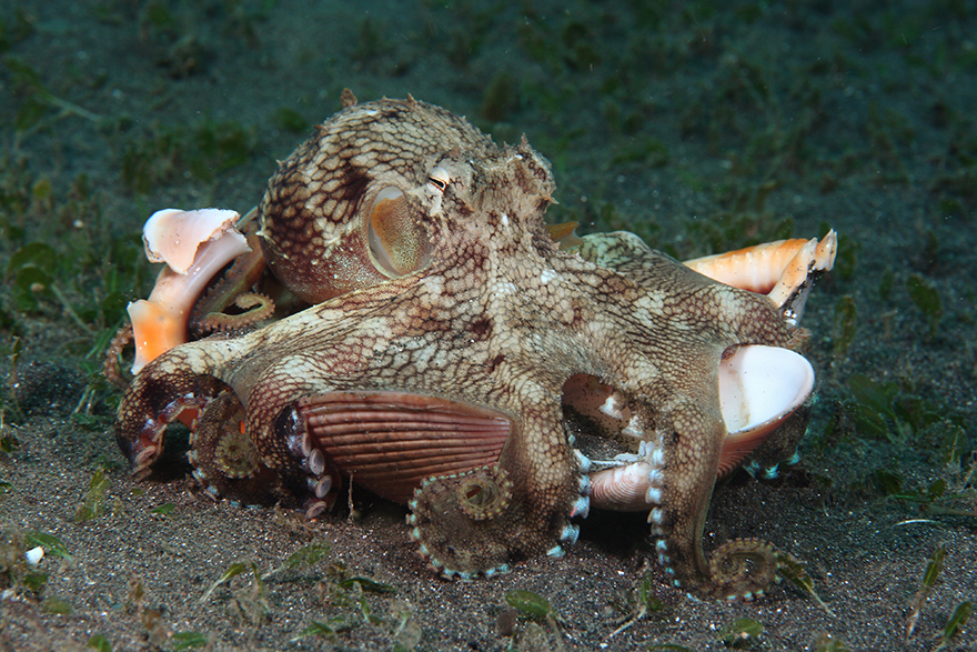 Удивительные существа. Подводный мир побережья Индонезии. Фото № 26