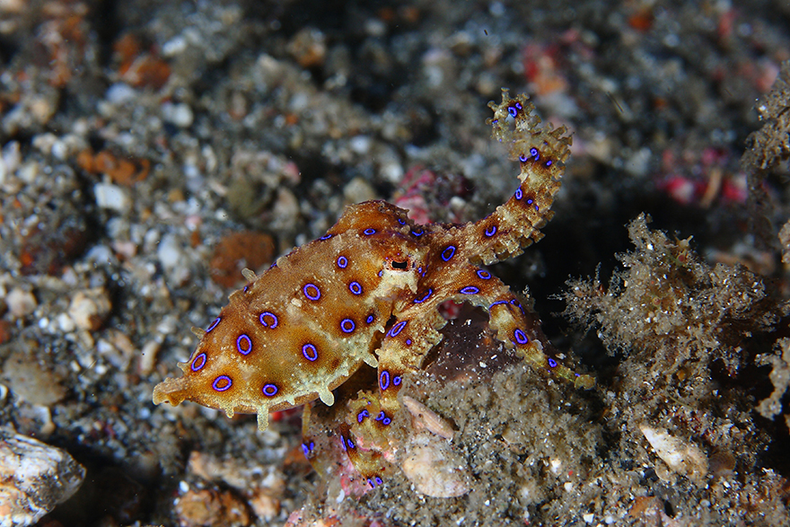 Удивительные существа. Подводный мир побережья Индонезии. Фото № 5
